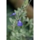 SALVIA microphylla Lissac Bleu