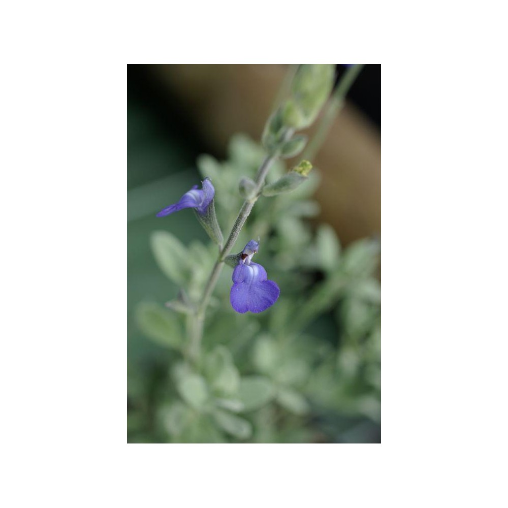 SALVIA microphylla Lissac Bleu