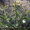 SALVIA officinalis