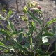 SALVIA officinalis