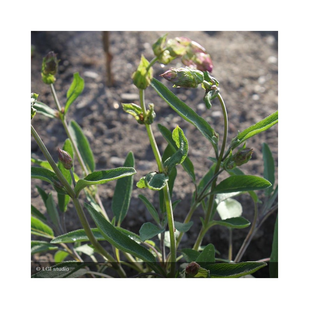 SALVIA officinalis