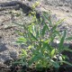 SALVIA officinalis