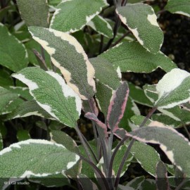 SALVIA officinalis Tricolor