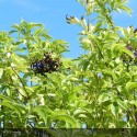 SAMBUCUS nigra