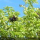 SAMBUCUS nigra