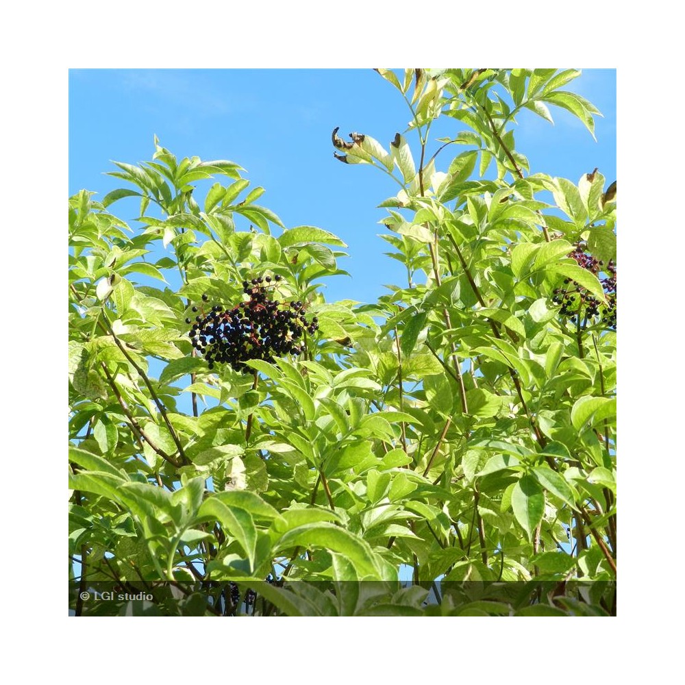 SAMBUCUS nigra