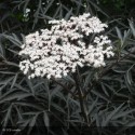 SAMBUCUS nigra Black Lace®