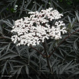 SAMBUCUS nigra Black Lace®
