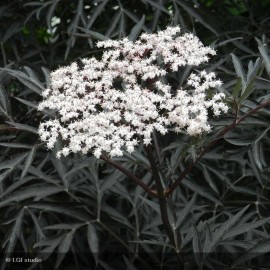 SAMBUCUS nigra Black Lace®