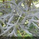 SAMBUCUS nigra Black Lace®