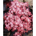 SAMBUCUS nigra Black Tower®