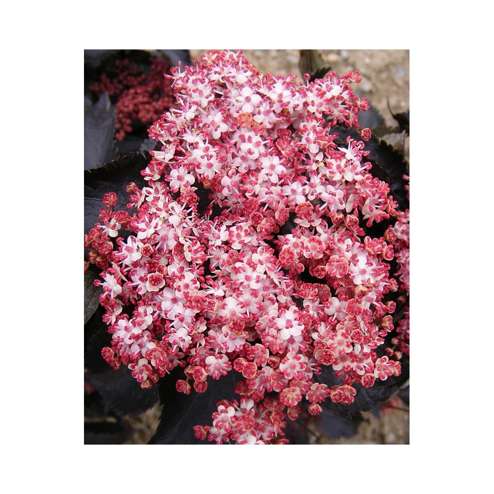 SAMBUCUS nigra Black Tower®