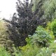 SAMBUCUS nigra Black Tower®