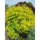 SAMBUCUS racemosa Plumosa Aurea
