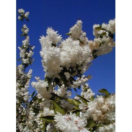 DEUTZIA x magnifica