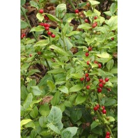 SARCOCOCCA ruscifolia