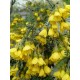 SOPHORA microphylla Sunking®