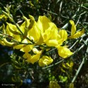 SPARTIUM junceum