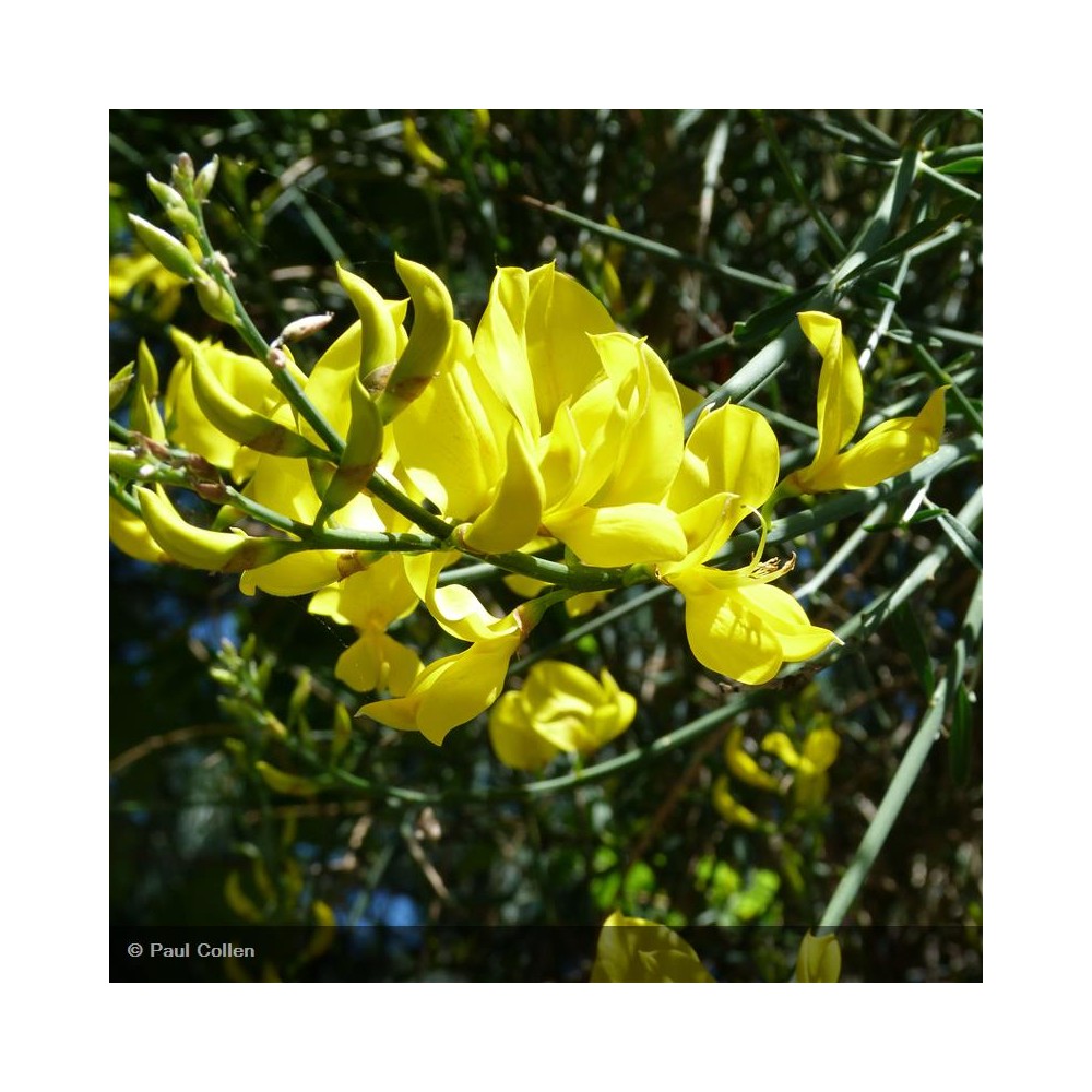 SPARTIUM junceum