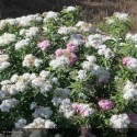 SPIRAEA japonica Little Princess