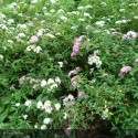 SPIRAEA japonica Shirobana