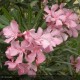 NERIUM oleander