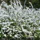 SPIRAEA x Arguta