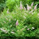 SPIRAEA x Billiardii