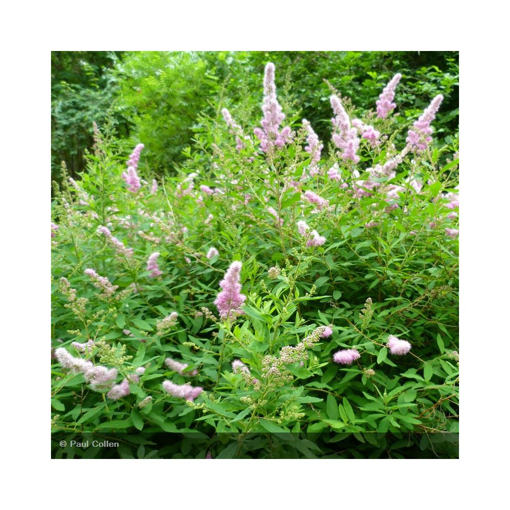 SPIRAEA x Billiardii