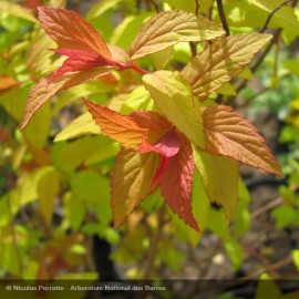 SPIRAEA x bumalda Goldflame