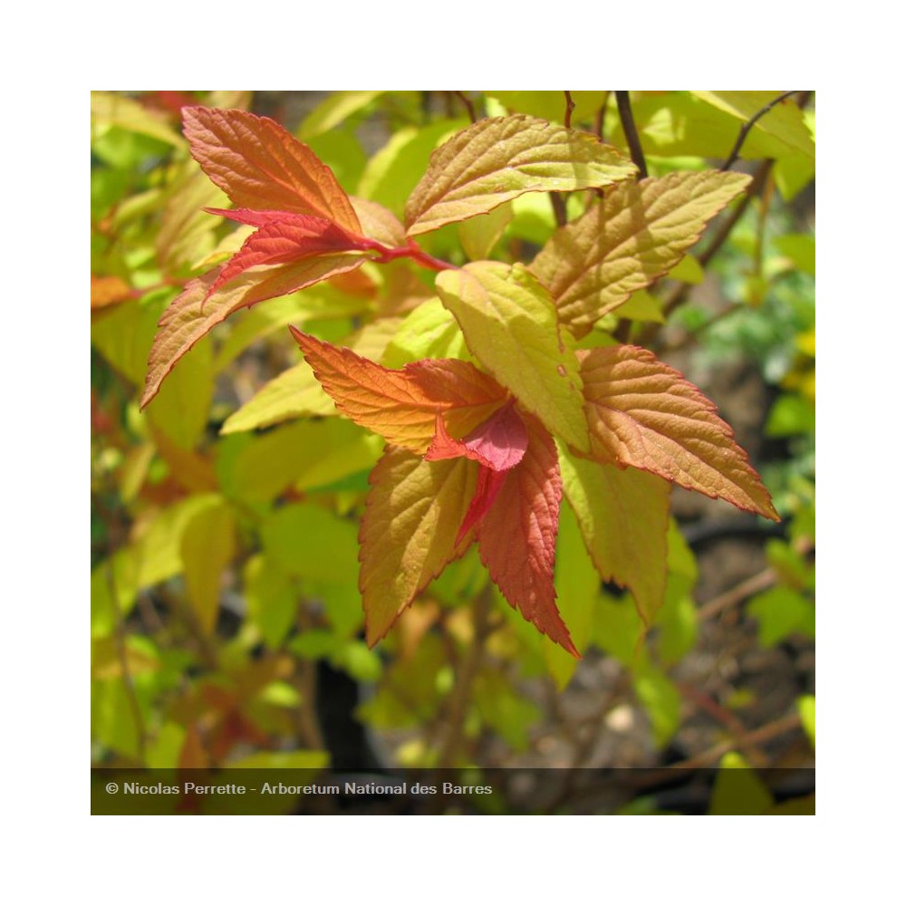 SPIRAEA x bumalda Goldflame