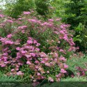 SPIRAEA x bumalda Anthony Waterer