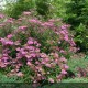 SPIRAEA x bumalda Anthony Waterer