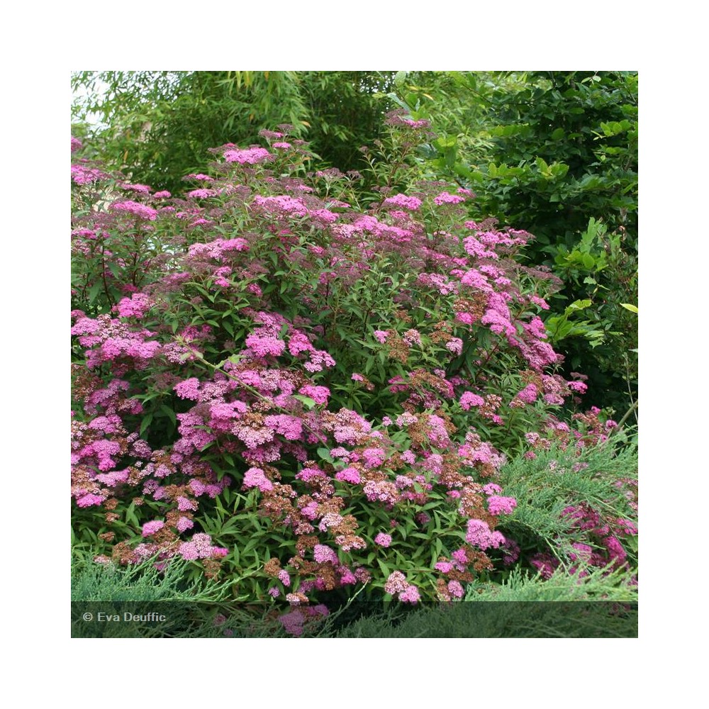 SPIRAEA x bumalda Anthony Waterer