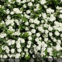 SPIRAEA x Vanhouttei