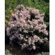 SYRINGA microphylla San Jose