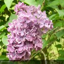 SYRINGA vulgaris