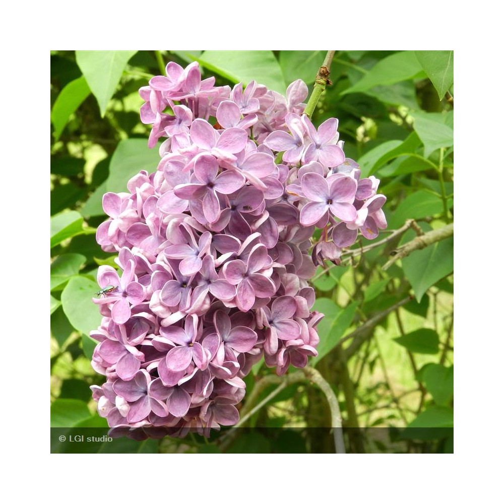 SYRINGA vulgaris
