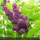 SYRINGA vulgaris