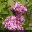 SYRINGA vulgaris de greffe