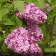 SYRINGA vulgaris de greffe