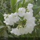 NERIUM oleander