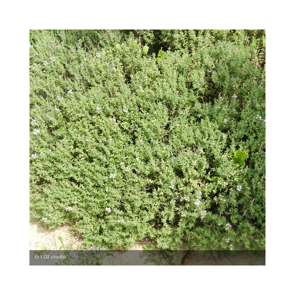 THYMUS vulgaris