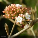 VIBURNUM burkwoodii