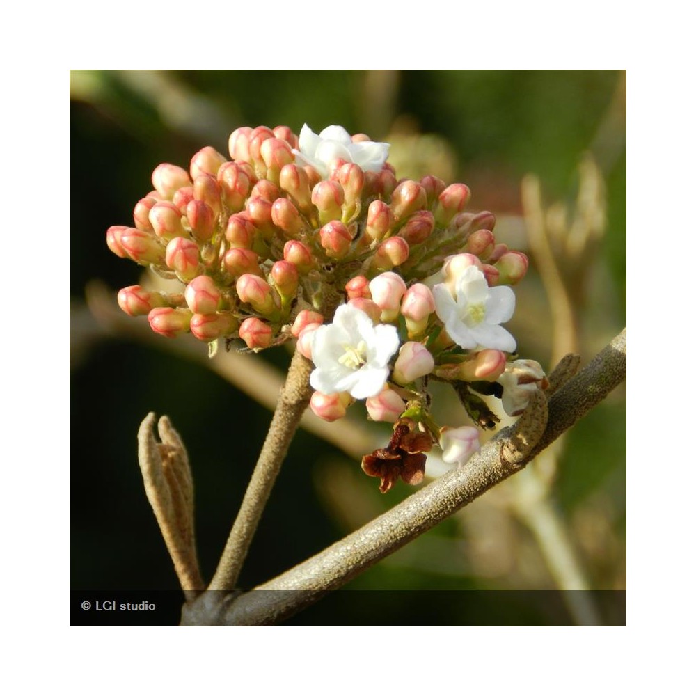 VIBURNUM burkwoodii