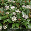 VIBURNUM davidii