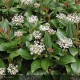 VIBURNUM davidii