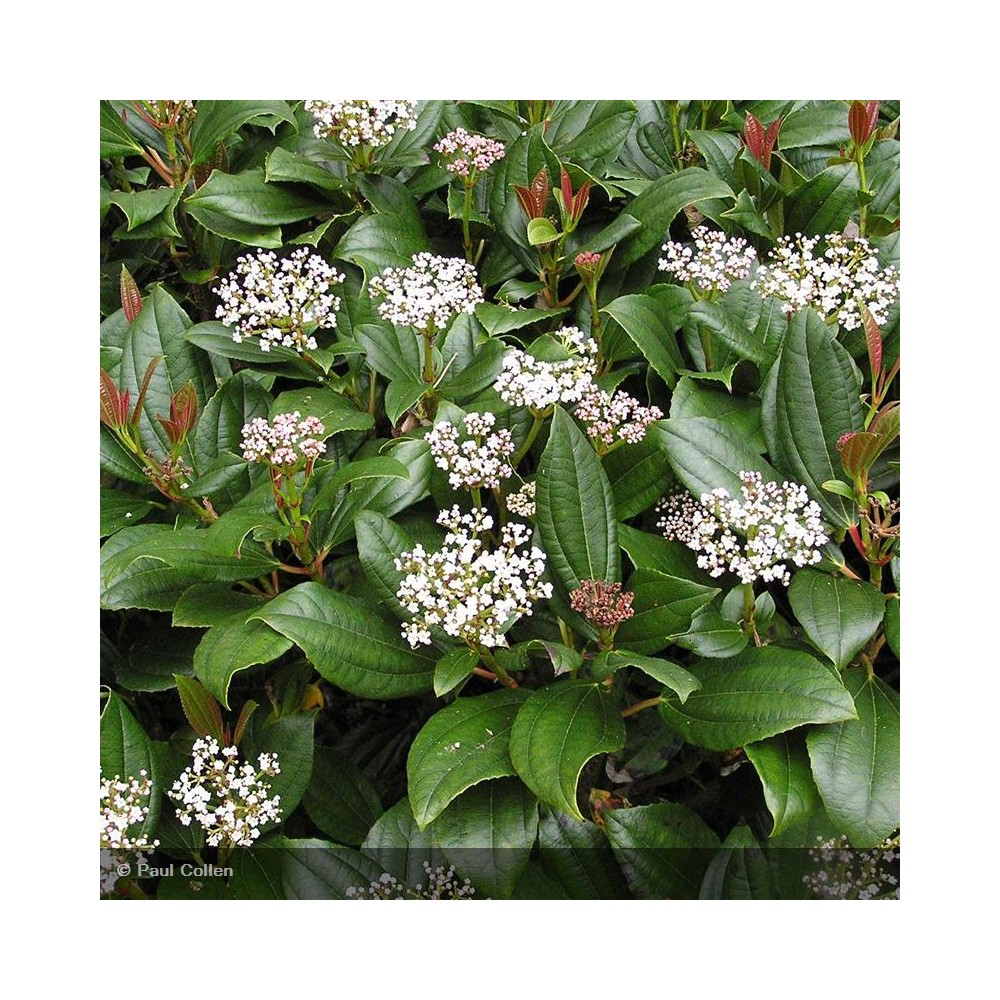 VIBURNUM davidii