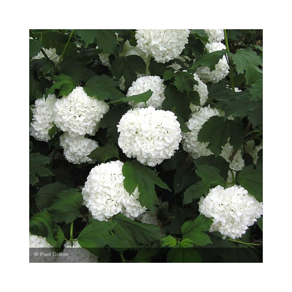 VIBURNUM opulus Roseum
