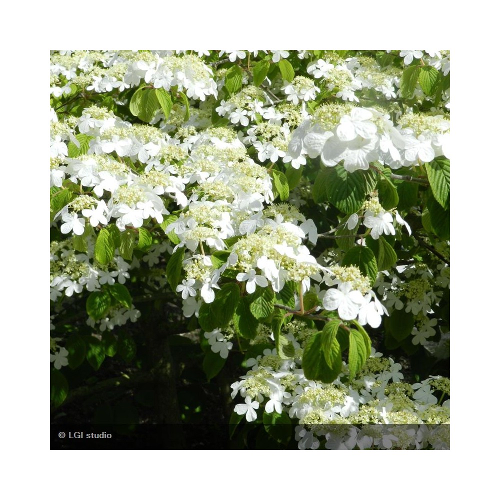 VIBURNUM plicatum Mariesii